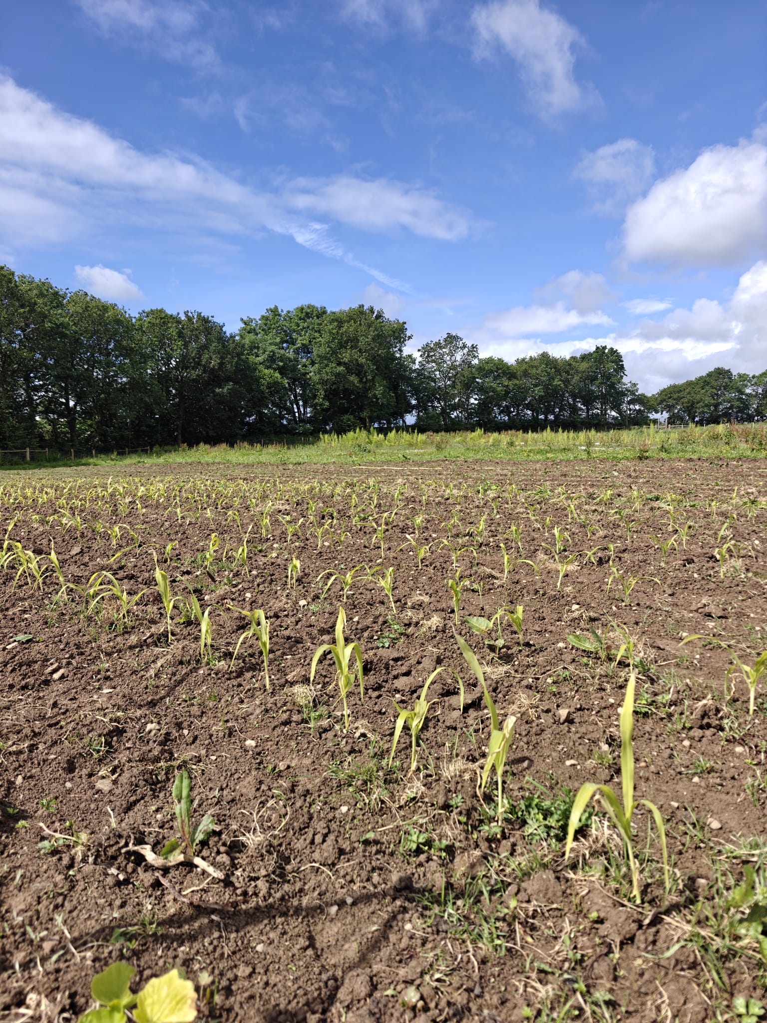 Working as a farm-hand in South West England