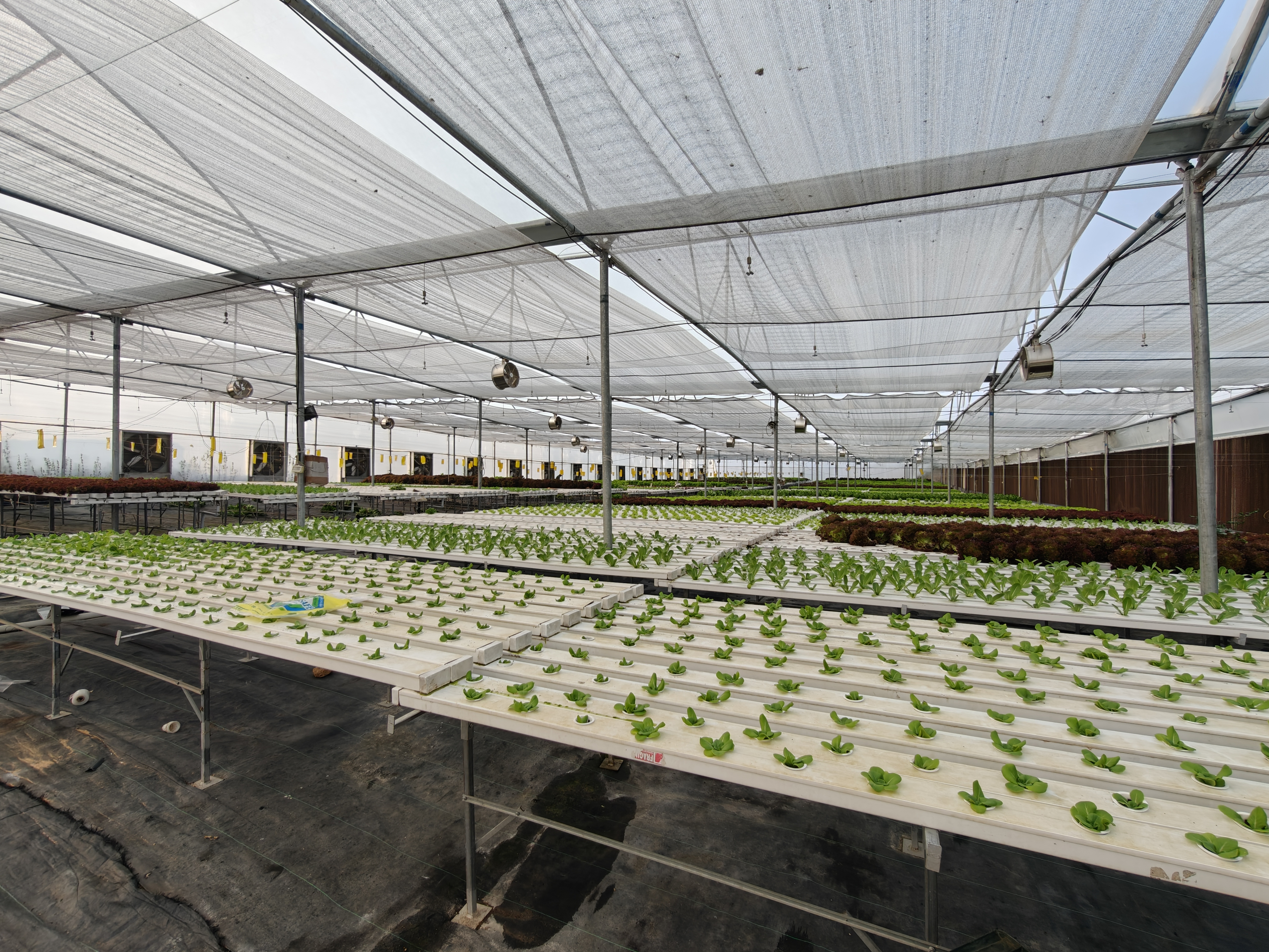 Researching urban farming methods in India