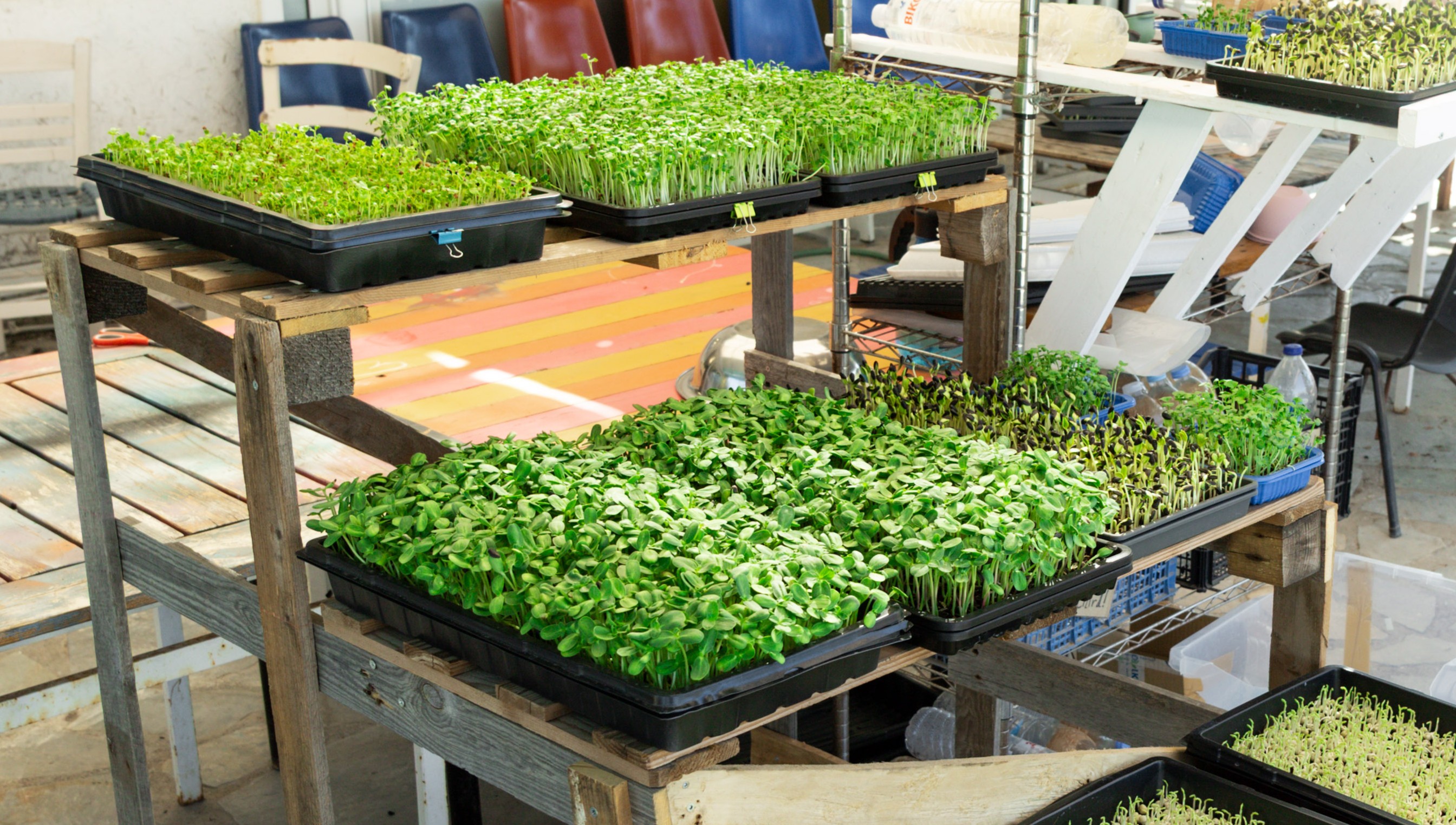 The microgreens farm setup in Samos