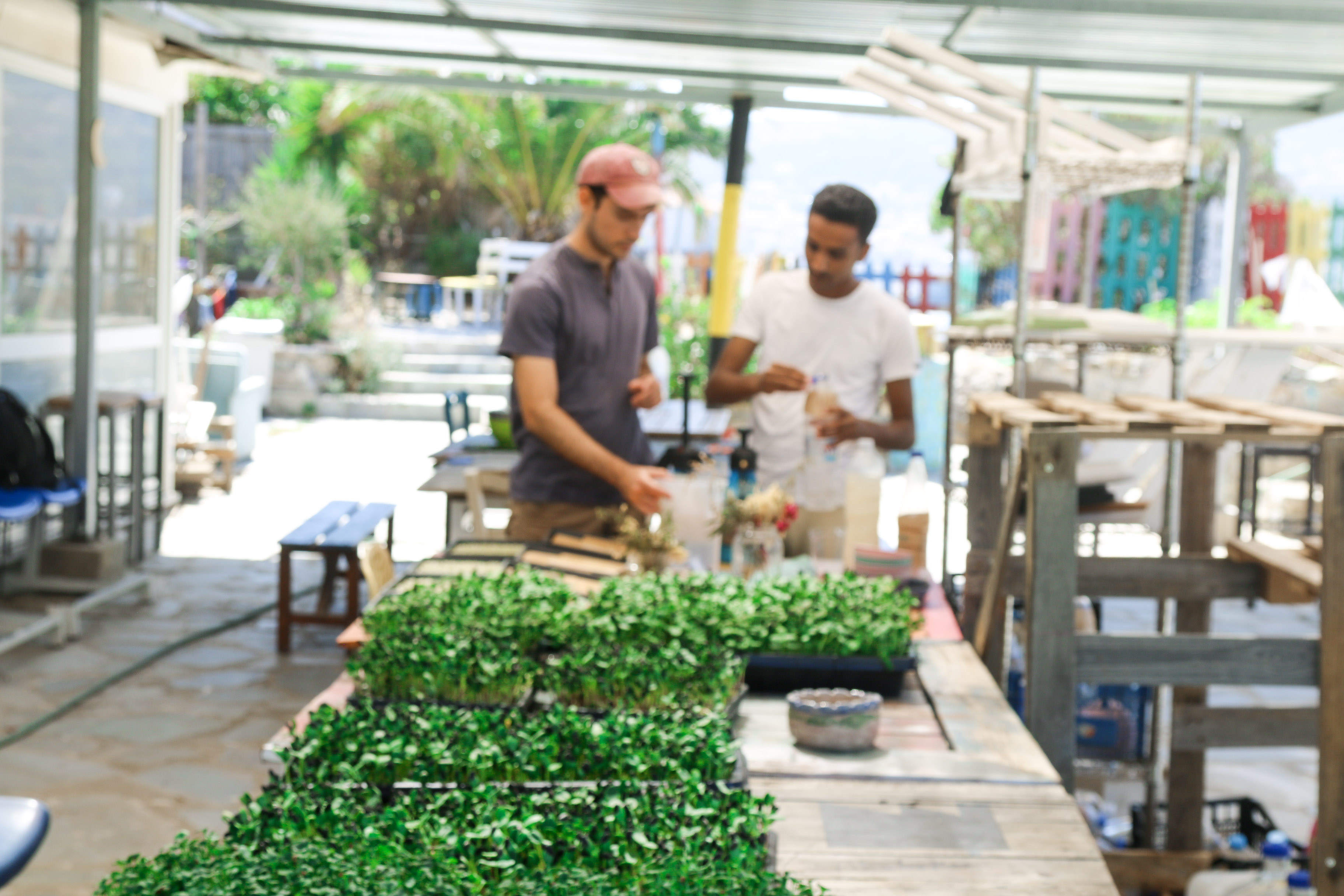 Ben Freeborn working at the microgreens farm in Samos, Greece